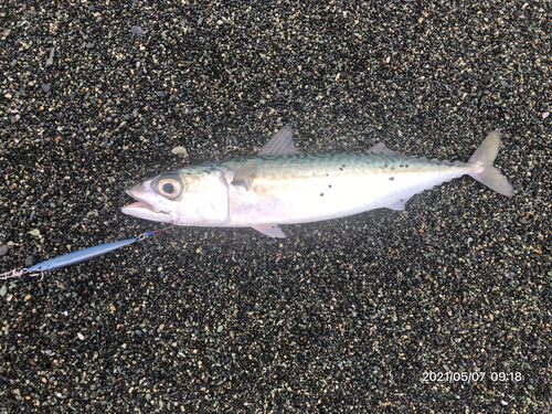 サバの釣果