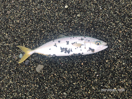 ワカシの釣果