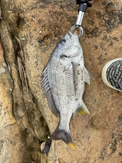 キビレの釣果