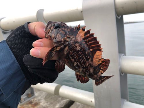 カサゴの釣果