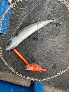 マサバの釣果