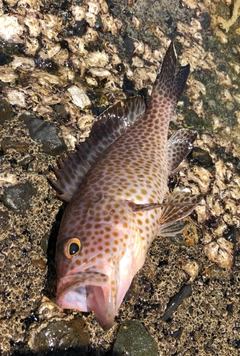 オオモンハタの釣果