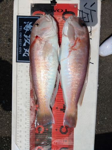 シロアマダイの釣果