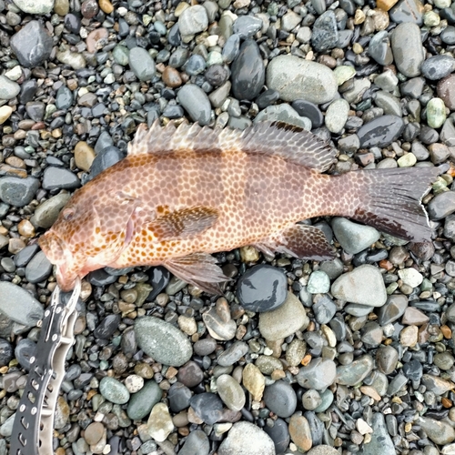 オオモンハタの釣果