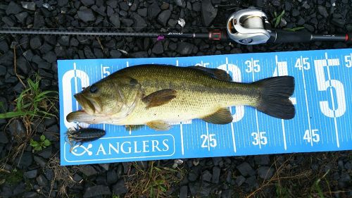 ラージマウスバスの釣果