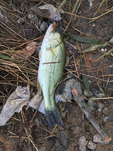 ブラックバスの釣果