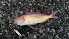 イトヨリダイの釣果