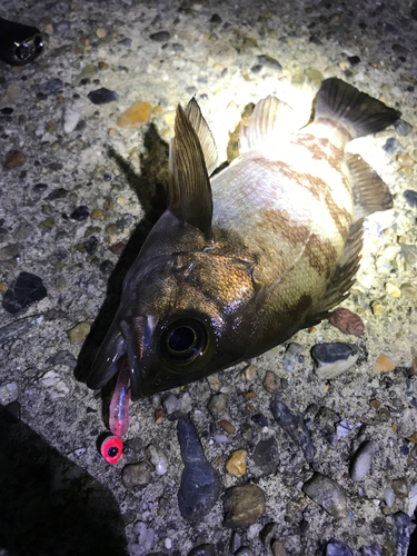 メバルの釣果