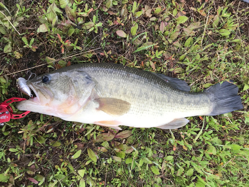 ラージマウスバスの釣果