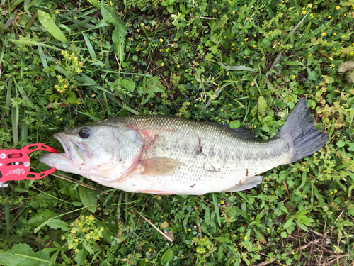 ラージマウスバスの釣果