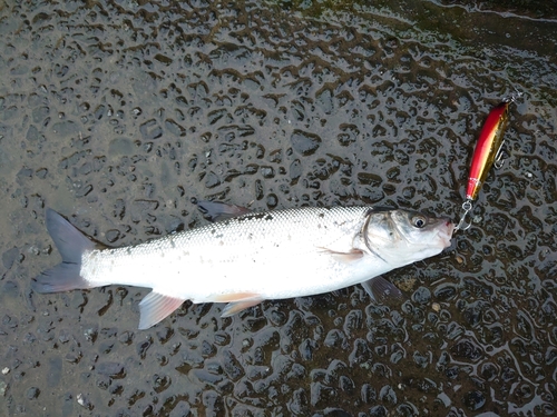 ウグイの釣果