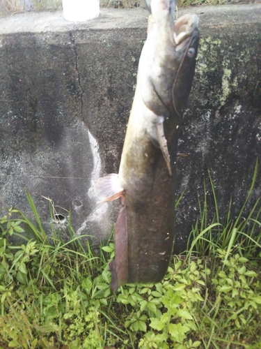 ナマズの釣果