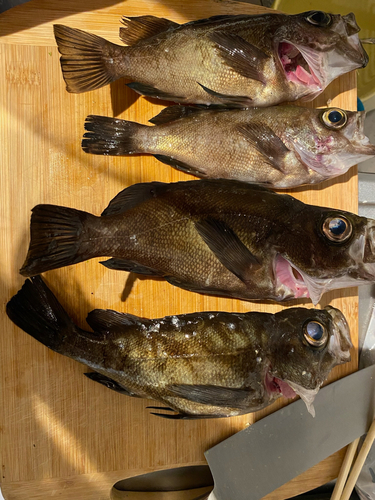 メバルの釣果