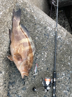 オオモンハタの釣果