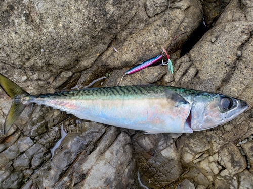 サバの釣果