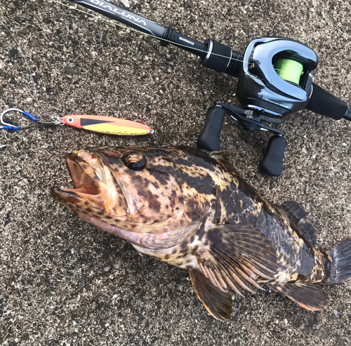 タケノコメバルの釣果