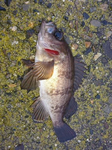 メバルの釣果