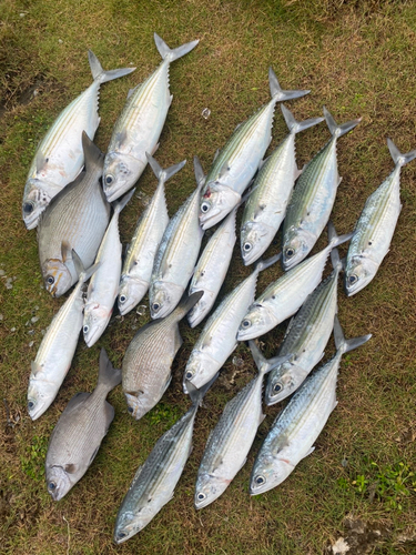 イスズミの釣果