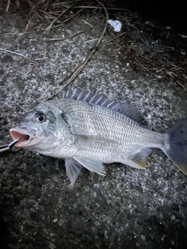 キビレの釣果