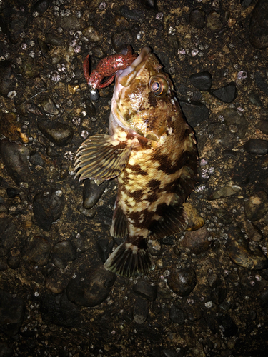 タケノコメバルの釣果