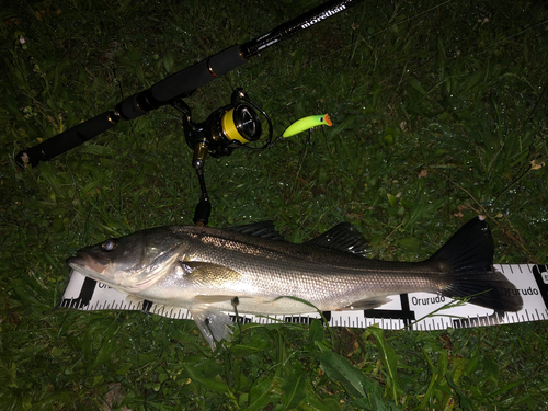 シーバスの釣果