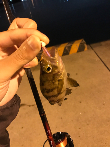 メバルの釣果