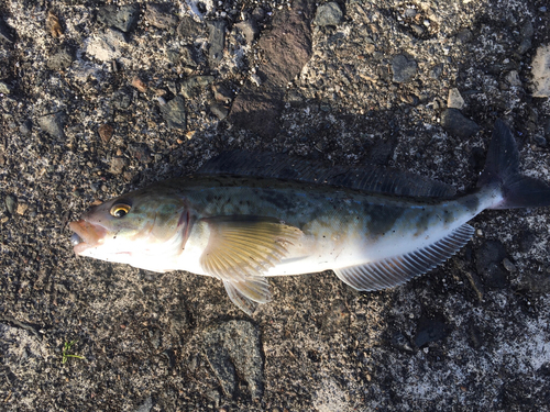 ホッケの釣果