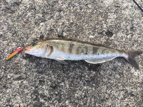 ホッケの釣果