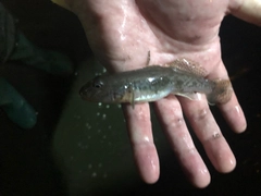 ハゼの釣果