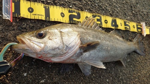 ハネ（マルスズキ）の釣果