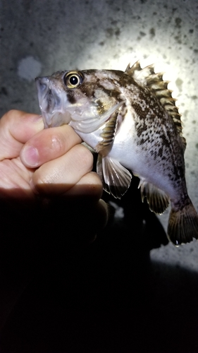 ソイの釣果