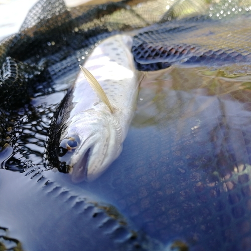 ヤマメの釣果