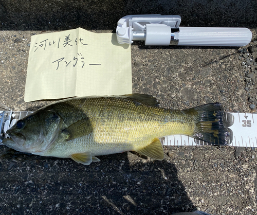 ブラックバスの釣果