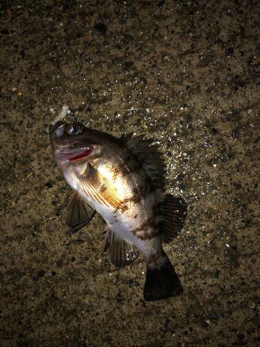 メバルの釣果