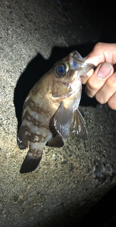 メバルの釣果