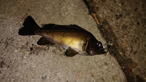 アカメバルの釣果