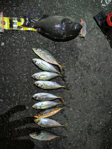 アジの釣果