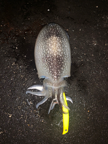 シリヤケイカの釣果