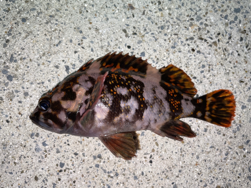 オウゴンムラソイの釣果