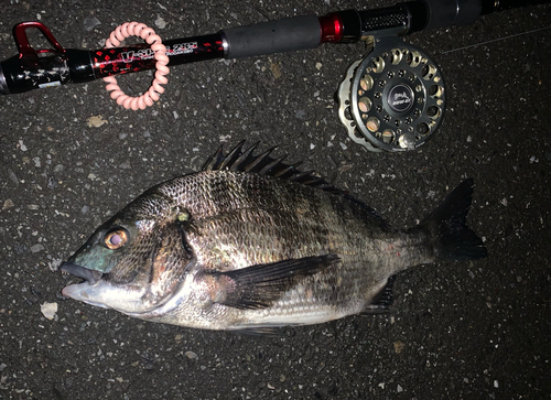 チヌの釣果