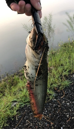 ナマズの釣果