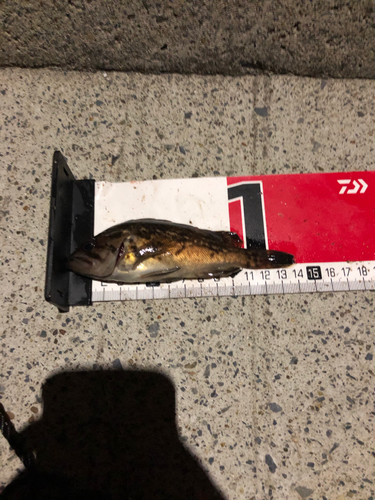 タケノコメバルの釣果