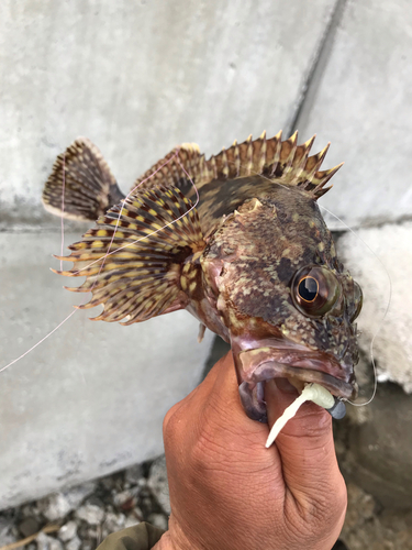 カサゴの釣果