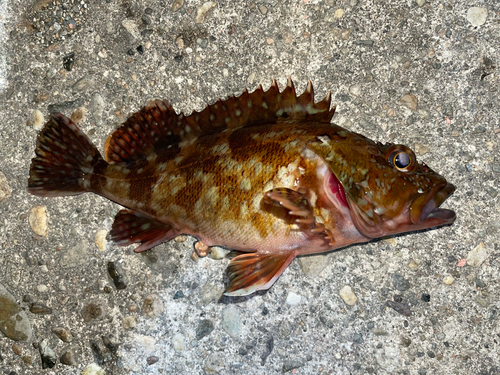 カサゴの釣果