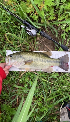 ラージマウスバスの釣果