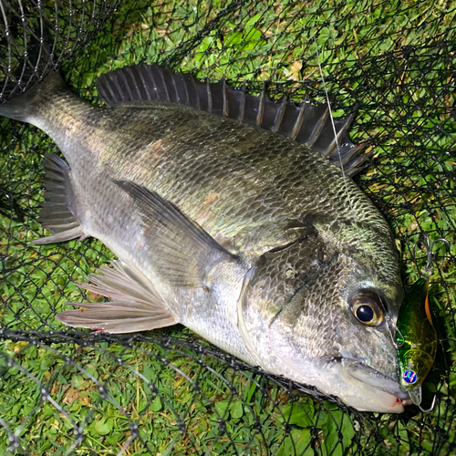 チヌの釣果