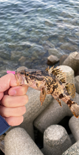 タケノコメバルの釣果