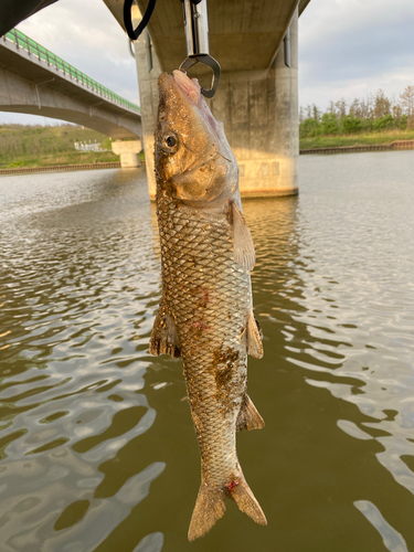 ニゴイの釣果