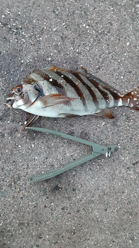 タカノハダイの釣果