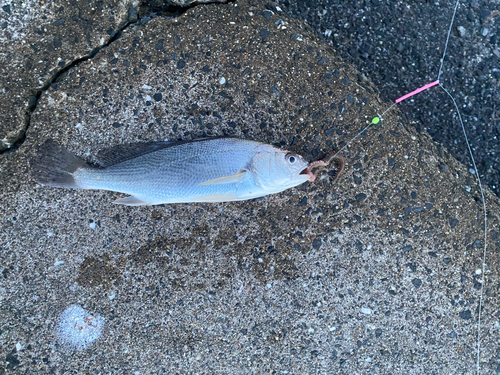 イシモチの釣果